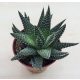 Gasterhaworthia cv Royal Highness