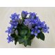 Gentiana makinoi 'Blue Magic'