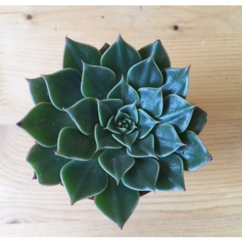 GRAPTOPETALUM BELLUM 'Vega', ROZMER ČREPNÍKA 5,5 CM