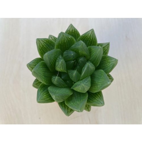 Haworthia cymbiformis