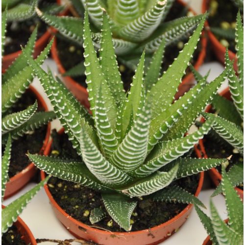 Haworthia fasciata