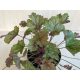 Heuchera 'Fall Festival'