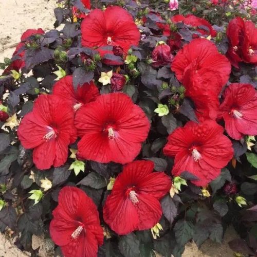 Hibiscus SUMMERIFIC 'Holy Grail'