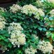 Hydrangea anomala subsp. petiolaris