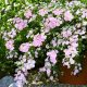 Hydrangea Macrophylla 'French Bolero Pink'