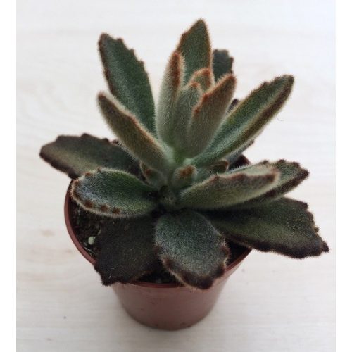 Kalanchoe tomentosa 'Chocolate soldier'