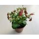 Kalanchoe 'Dream Bells'  