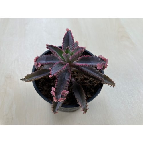 Kalanchoe 'Pink butterfly' M size