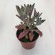 Kalanchoe tomentosa