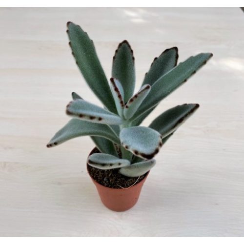 Kalanchoe tomentosa