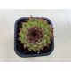 Sempervivum 104