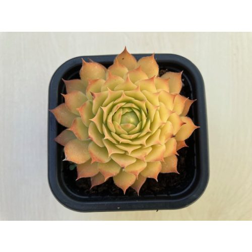 Sempervivum 19. (1ks)