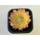 Sempervivum 19. (1ks)