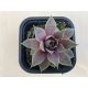 Sempervivum 3