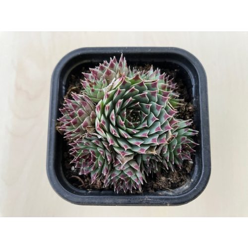 Sempervivum 83.