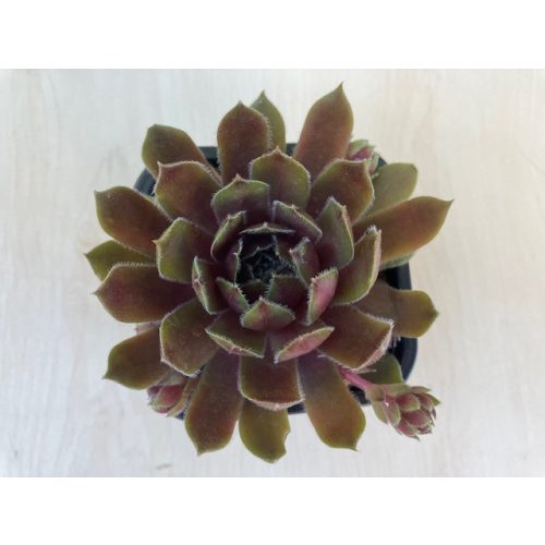 Sempervivum 90.