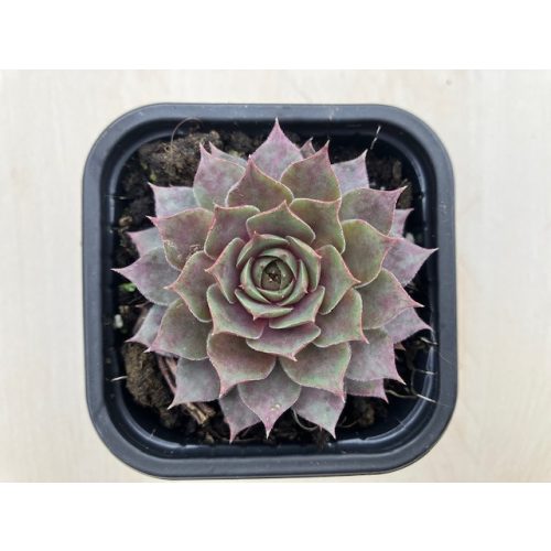 Sempervivum 91.