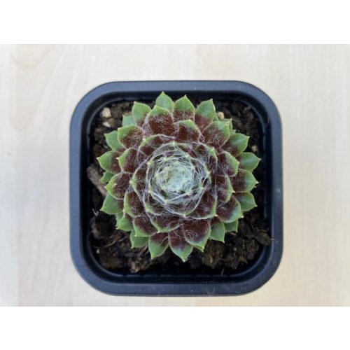 Sempervivum 95.