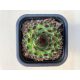 Sempervivum 98.