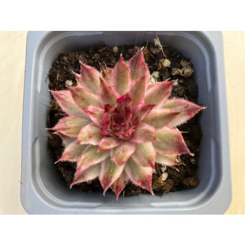 Sempervivum 'Saxon'