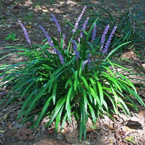 Liriope muscari 'Moneymaker' 