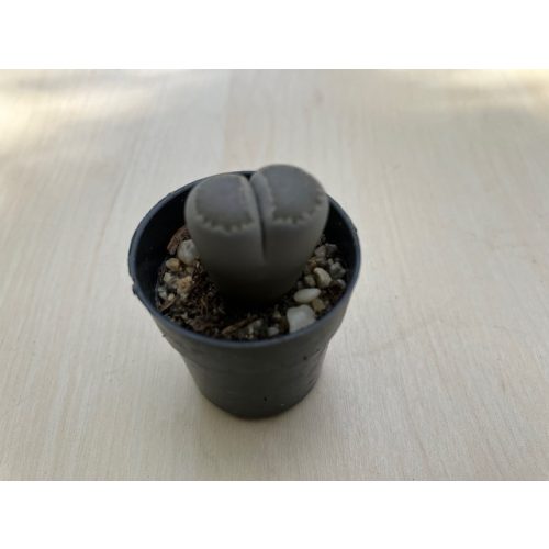 Lithops