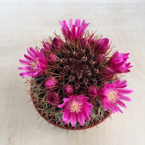 Mammillaria - after blooming