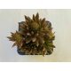 Orostachys japonica