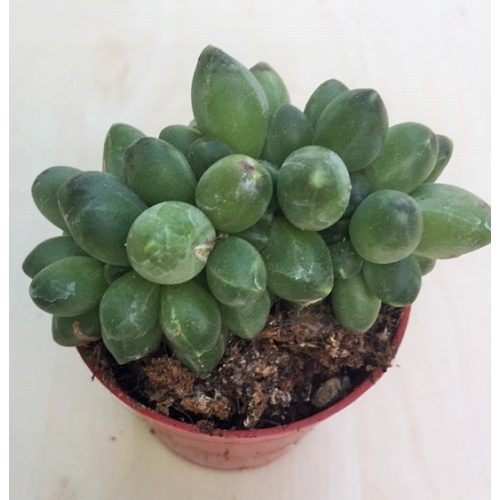 Pachyphytum compactum 'Little jewel' cristata