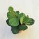 Peperomia 'Hope'