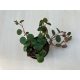 Peperomia 'Pepperspot'