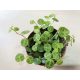 Peperomia prostrata 'Turtle'