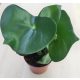 Peperomia polybotrya Raindrop