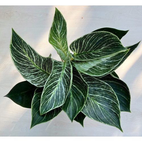 Philodendron 'Birkin'