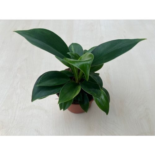 Philodendron mini