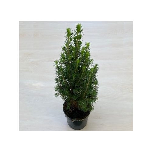 Picea glauca 'Conica' 30-35 cm