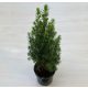 Picea glauca 'Conica' 30-35 cm