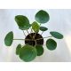 Pilea peperomioides