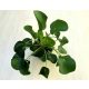 Pilea peperomioides