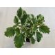 Plectranthus coleides