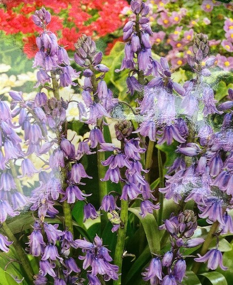 Scilla campanulata