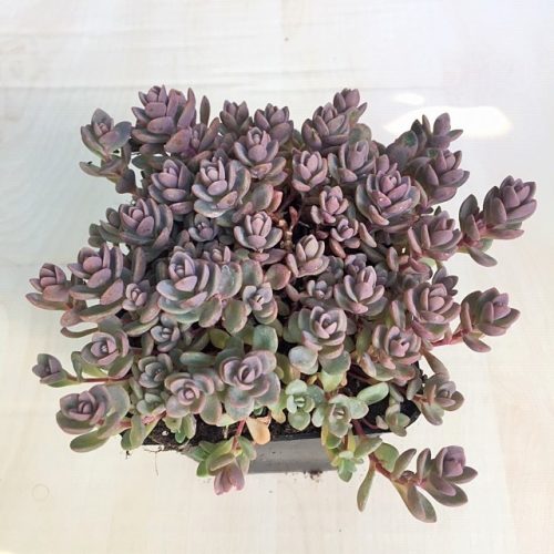 Sedum cyaneum