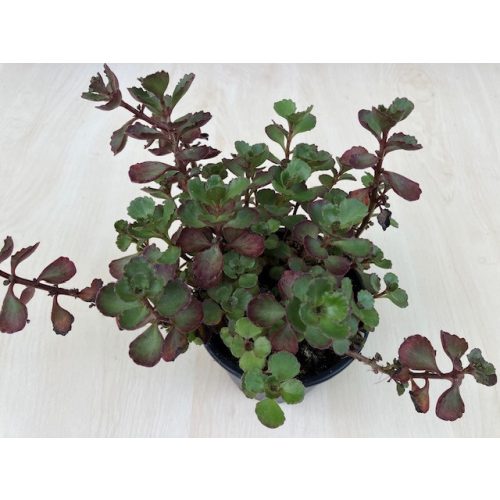 Sedum kamtschaticum