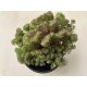 Sedum rupestre cristatum