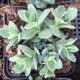 Sedum telephium