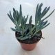 Senecio serpens 'Blue Chalksticks'