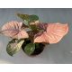 Syngonium podophyllum Pink