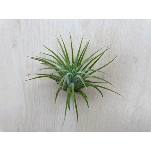 Tillandsia 5 cm