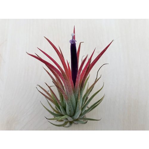 Tillandsia 6 cm (3 ks)