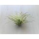 Tillandsia 5 cm